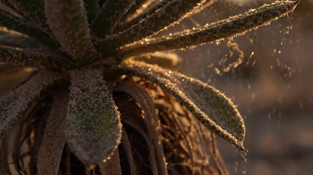 Dusty Succulent Leaf Texture Extreme close-up, low angle, emphasizing the waxy surface and clinging dust under a soft, raking light.