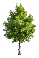 Obraz premium A single green deciduous tree with lush foliage, isolated on a plain white background. Ideal for nature, gardening, and environmental themes. Shows healthy plant growth and natural beauty.