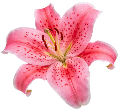 Closeup of a pink Stargazer lily flower with red spots, showcasing its delicate petals, stamen, and pistil. Captures the elegance and beauty of this botanical bloom.