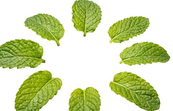 Fresh green mint leaves arranged in a circular pattern. High-quality close-up showcasing the leaf texture and vibrant color, ideal for herbal, culinary, or health-related contexts.