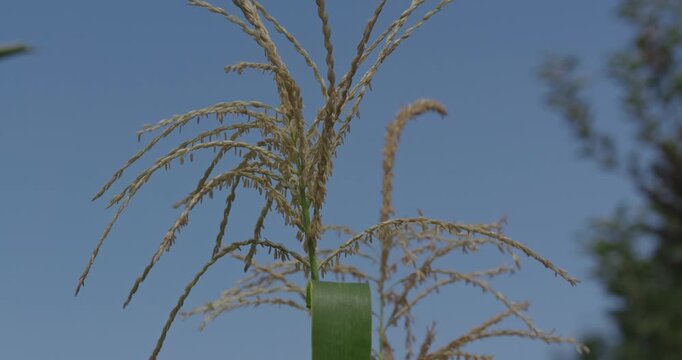 Golden corn tassels sway against a clear blue sky