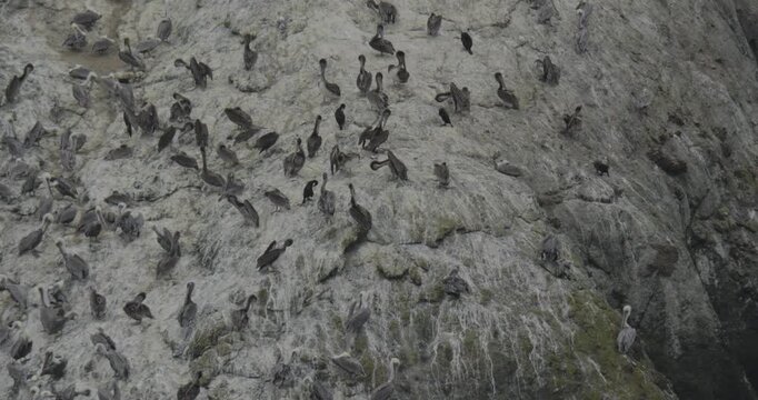 colony of brown pelicans rests on a guano covered sea stack