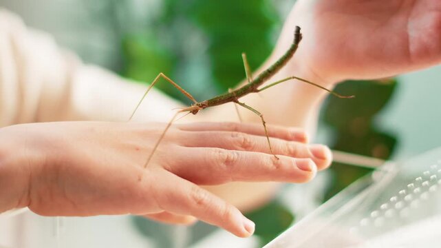 Boy observes insects in an acrylic aquarium during lesson. Close up of stick insect on hand. Concept of concentration, curiosity, balanced development of child at home