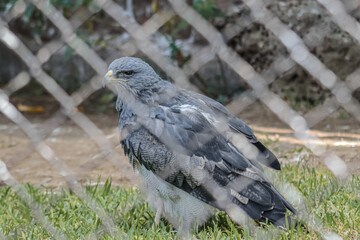 Fototapeta premium Águila ratonera de pecho negro cautiva de pie sobre la hierba detrás de una cerca de alambre borrosa