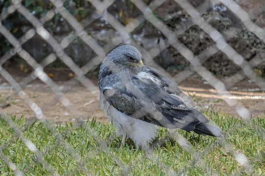 Captive Black-chested Buzzard-eagle Standing on Grass Behind Blurred Wire Fence