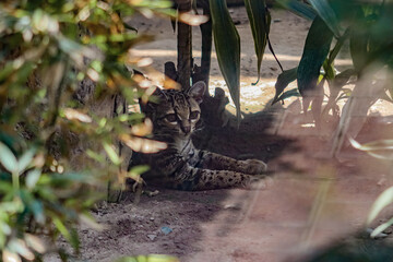 Wild Ocelot  © Simon