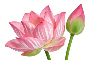 Fototapeta premium Closeup of a pink lotus flower with white stripes and a bud, isolated on white background. Natural aquatic plant symbolizing purity and serenity.