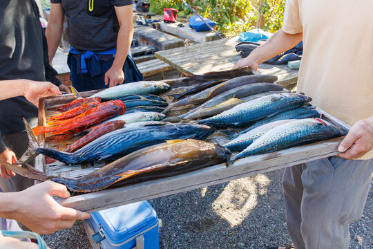 式根島で釣れた魚達。
ヒレナガカンパチ,スマ,サバ科,ゴマサバ,サバ,アジ科,カンパチ,ゴマヒレキントキ,アカハタ,ハタ,カサゴ,フサカサゴ科,ムロアジ,ウスバハギ,カワハギ,イサキ,
式根島は東京都心から南へ160km。
外周12kmの小さな有人島。
温かい黒潮が当たり水温と水質が高い。
また、リアス式の入り組んだ入り江が多く、海水浴や釣りが盛ん。
温泉島としても有名。海際に多くの無料露天風呂が