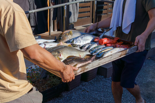 式根島で釣れた魚達。
ヒレナガカンパチ,スマ,サバ科,ゴマサバ,サバ,アジ科,カンパチ,ゴマヒレキントキ,アカハタ,ハタ,カサゴ,フサカサゴ科,ムロアジ,ウスバハギ,カワハギ,イサキ,
式根島は東京都心から南へ160km。
外周12kmの小さな有人島。
温かい黒潮が当たり水温と水質が高い。
また、リアス式の入り組んだ入り江が多く、海水浴や釣りが盛ん。
温泉島としても有名。海際に多くの無料露天風呂が