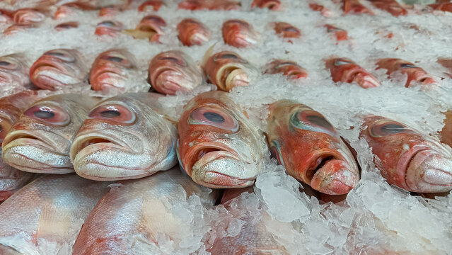 Close-up of fresh whole red snapper fish arranged on crushed ice at a seafood market. Chilled raw fish display for food, cooking, restaurant, and healthy diet concept.
