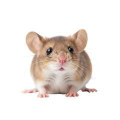 Cute Hamster Facing Camera Close Up.