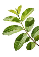 Fototapeta premium Close-up of vibrant green guava leaves on a white background, showcasing their texture and natural beauty. Ideal for botanical, environmental, or health-related themes.