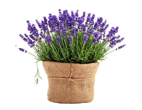 Aromatic Purple Lavender Plant in Bloom Growing in a Rustic Burlap Wrapped Pot for Home Decoration and Wellness Isolated on a White Background
