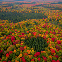 Natural pattern Aerial view on mixed forest in autumn colours.