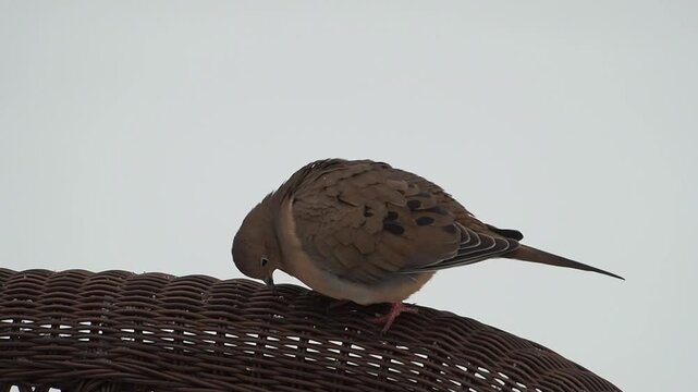 mourning dove (Zenaida macroura) against a snowy background