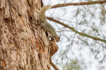 Tiny squirrel-like creature climbing a textured tree trunk