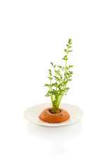regrowing of carrot tops, isolated on a white background
