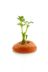 regrowing of carrot tops, isolated on a white background