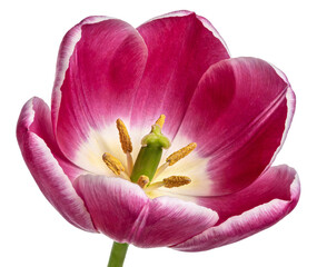 Close-up of a magenta tulip with white edges, showcasing its vibrant petals, stamens, and pistil. Isolated on white, ideal for floral, botanical, or decorative themes.