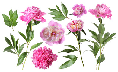 Fresh peonies with green leaves isolated on white, set