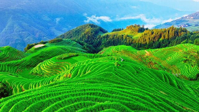 Aerial shot of spectacular green rice terrace fields and lush forest natural landscape in Guilin, China. Famous Longji Terraced Fields scenery in summer.