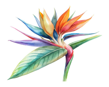 Watercolor Strelitzia Bird of Paradise, Tropical Floral Vector Illustration Isolated on White