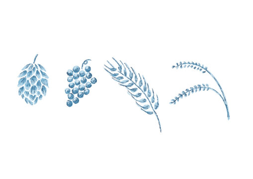 お酒の原料となる植物　ホップ　ぶどう　麦　米　水彩画　イラスト