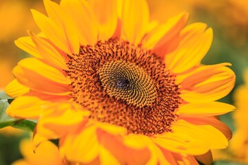 Obraz premium The Heart of Summer: Macro View of a Vibrant Sunflower