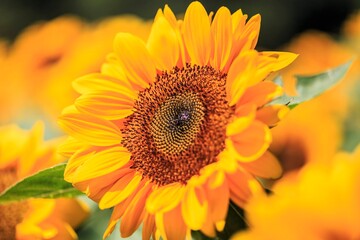 Obraz premium Macro View of a Honeybee Pollinating a Vibrant Sunflower