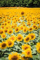 Fototapeta premium Sun-Drenched Field of Vibrant Yellow Sunflowers in Full Bloom