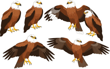 Fototapeta premium Hand drawn eagle collection in flying and standing poses detailed wildlife bird illustration set