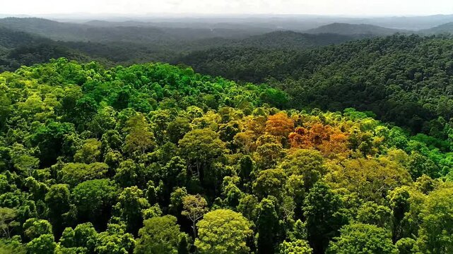 Expansive aerial perspective captures the lush, unbroken canopy of a vibrant green forest, revealing the serene beauty and immense scale of untouched natural wilderness