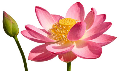 Obraz premium Beautiful Pink Lotus Flower with Bud on White Background