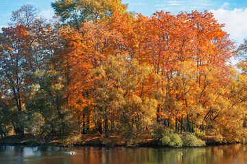Obraz premium Trees by the pond in the park. 
