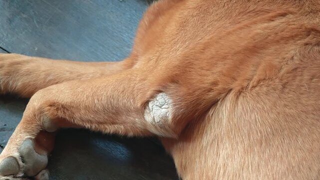 Dogs with calluses on their elbows, often with red rashes, inflammation, and sores, tend to lie on the floor.