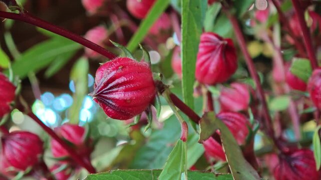 Close up of Roselle flower in nature garden