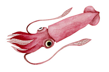 ダイオウイカ　イカ　深海生物　水彩 イラスト