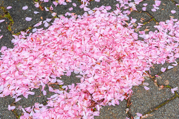 Sidewalk Covered with Pink Blossom Petals