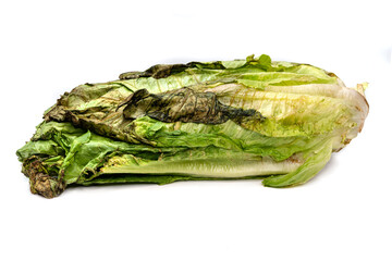 Rotten Salad - Spoiled Produce, Decay, Edible Waste, and Kitchen Hygiene