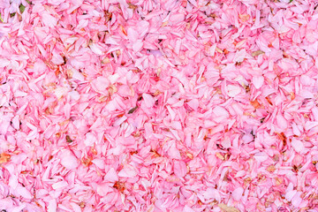 Sidewalk Covered with Pink Blossom Petals