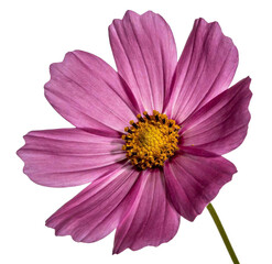 Close-up of a vibrant pink cosmos flower with a bright yellow central disk. Isolated on white, showcasing delicate petals, reproductive structures, and natural beauty.
