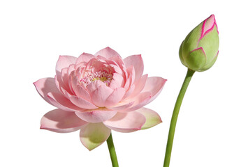 A close-up of a fully bloomed pink lotus flower and an unopened bud, isolated on white background. Depicts natural beauty and botanical elegance with green stems.