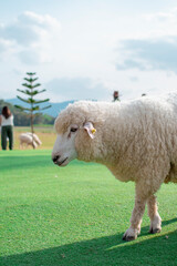 Fototapeta premium Close up young sheep in a meadow on a farm