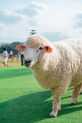 Obraz premium Close up young sheep in a meadow on a farm