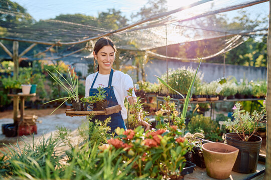 Young woman gardener smiling happily carrying a tray of potted plants in a sunny outdoor greenhouse full of greenery