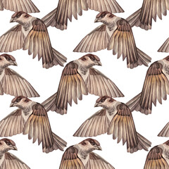 Obraz premium Watercolor seamless pattern with flying sparrow on white background. Wild brown bird for card or celebration invite. Summer or spring time animal with wing. Nature botanical wallpaper or wrapping