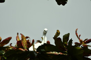 GARCETA COM&Uacute;N