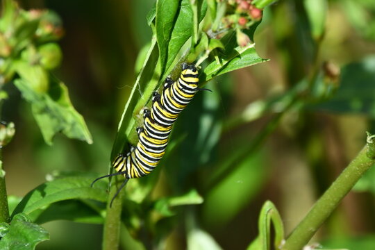 ORUGA