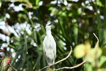 GARCETA COM&Uacute;N