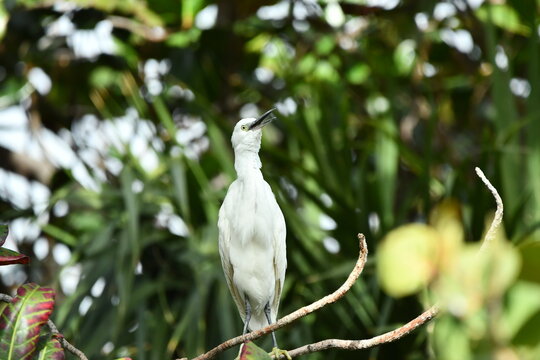 GARCETA COM&Uacute;N